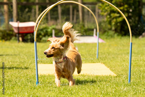 Cocker Spaniel doing Hoopers