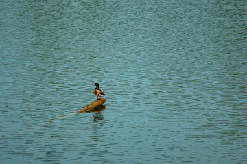 Male mallard duck resting on a floating log in a calm lake - Wildlife nature photography