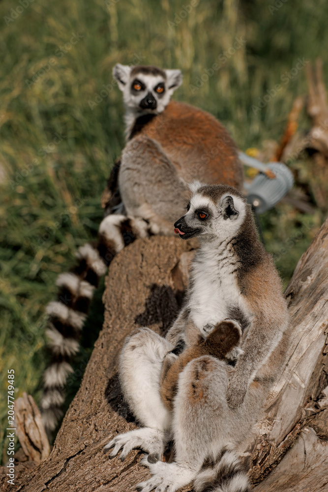 Fototapeta premium Two brown and gray lemurs sit on a tree branch in a natural setting. They exhibit playful behavior and are surrounded by green grass and foliage
