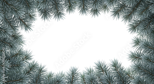 Green Pine Tree Branches Frame on White Background