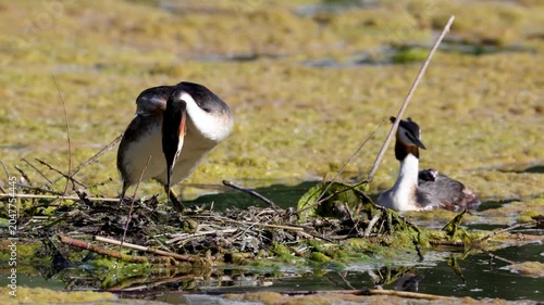 Great Crested Grebe near its nest close up
