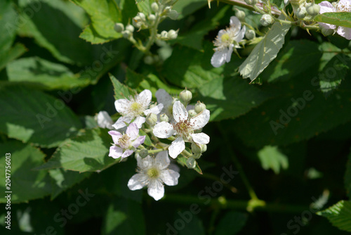 Clusters of white and pale pink wild blackberry blossoms growing on a prickly stem - latin name - Rubus fruticosus