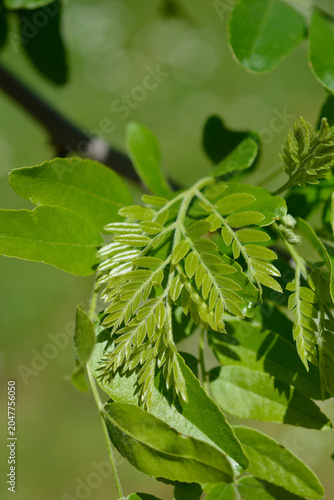 Billede på lærred A close-up view of fresh green pinnate and bipinnate leaves growing on a honey l