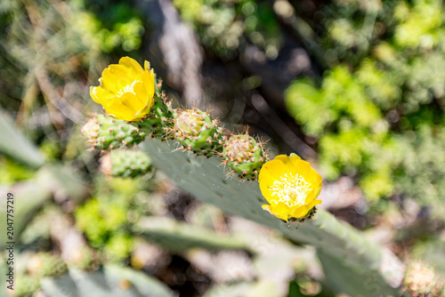 There are two yellow flowers on a cactus plant with green leaves, Ammoulliani, Greece