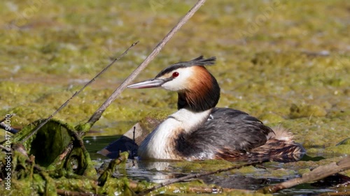 Great Crested Grebe near its nest close up