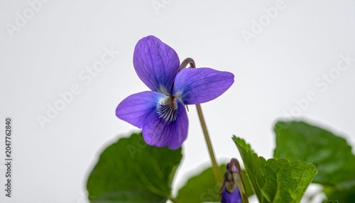 Close-up violet flower with green leaves