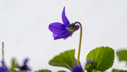 Close-up violet flower with green leaves