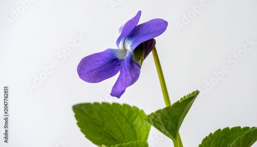 Close-up violet flower with green leaves
