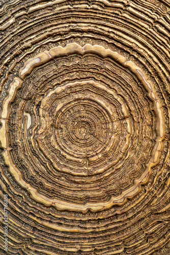 Obraz na płótnie Hand Carved Wooden Circular Pattern Texture Background with Decorative Ornamenta