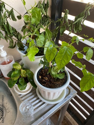 Wilted plant. Dry plant. Potted plant. Dying plant. Houseplant. Plant care. Lack of water. Withered leaves. Indoor plant. Gardening. Plant stress. Nature.