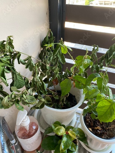 Wilted plant. Dry plant. Potted plant. Dying plant. Houseplant. Plant care. Lack of water. Withered leaves. Indoor plant. Gardening. Plant stress. Nature.