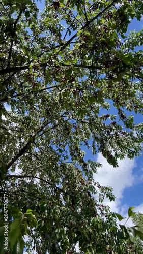 a cherry tree full with red cherries