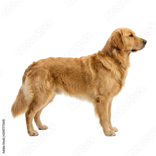 Golden Retriever dog standing on a transparent background PNG image