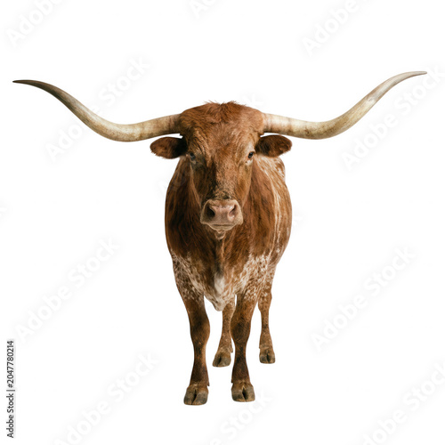 Texas Longhorn bull standing front isolated on transparent background
