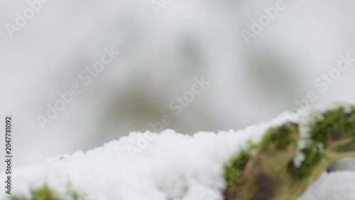 A male hawfinch searches for food in the snowfall on a dead tree trunk, north rhine westphalia, winter, (coccothraustes coccothraustes), germany