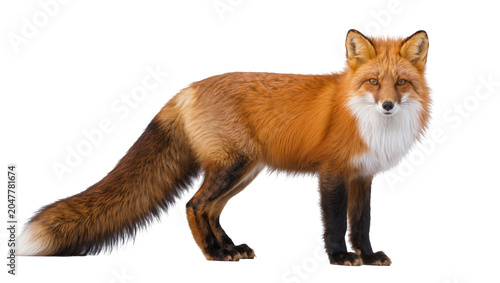 Slika na platnu Red fox with bushy tail and white chest, isolated on transparent background