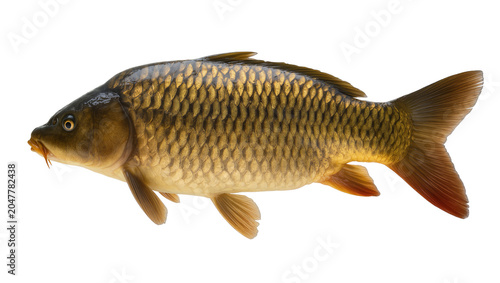 Принти на полотні Brown carp fish with scales and fins, isolated on transparent background