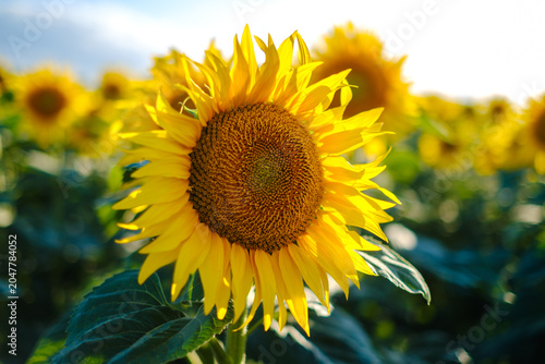 View of a blooming sunflower with bright yellow petals and green leaves in a field under a clear sky in Novi Sad, Vojvodina, Serbia.