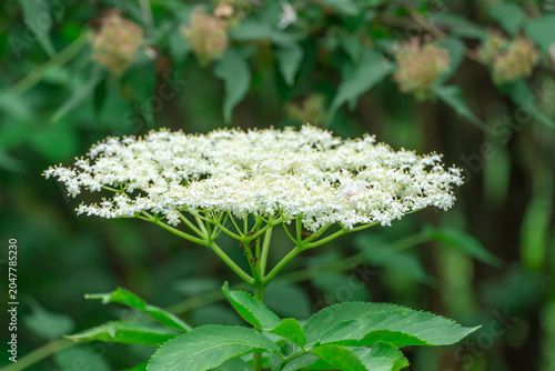 White elderberry flowers blossom in summer sunny day. Cluster of sambucus nigra is popular shrub plant in design of gardens. Plant of sambucus ebulus black used homeopathy and lemonade.