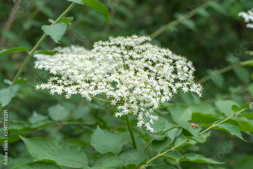 White elderberry flowers blossom in summer sunny day. Cluster of sambucus nigra is popular shrub plant in design of gardens. Plant of sambucus ebulus black used homeopathy and lemonade.