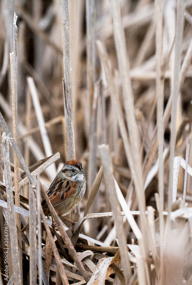 Obraz premium ong sparrow perched among dry reeds, blending naturally into its surroundings.