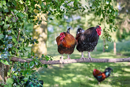 Three colorful roosters in a vibrant green setting. Two perched on a branch, one on the grass below, enjoying a sunny day outdoors in nature.