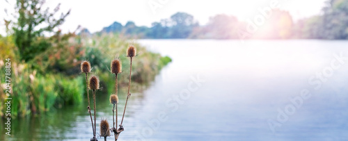 Photos Dry spiky teasel flower heads on river bank in sunlight, panoramic natural backg