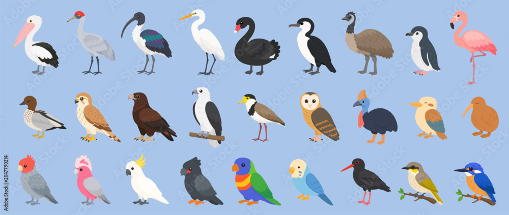 Fototapeta premium Australian bird set in flat vector style featuring wildlife collection. Australian bird set showcases iconic native species illustrations.