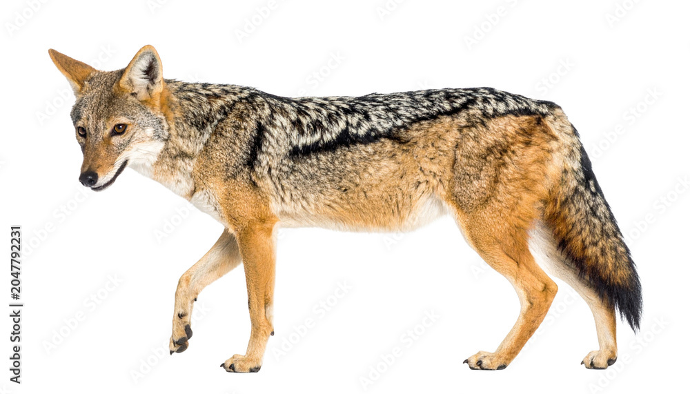 Obraz premium Side view of a blackbacked jackal walking, isolated on transparent background