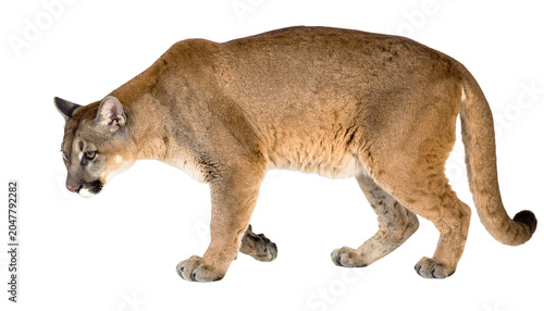 Fulllength portrait of a mountain lion or cougar, isolated on transparent background