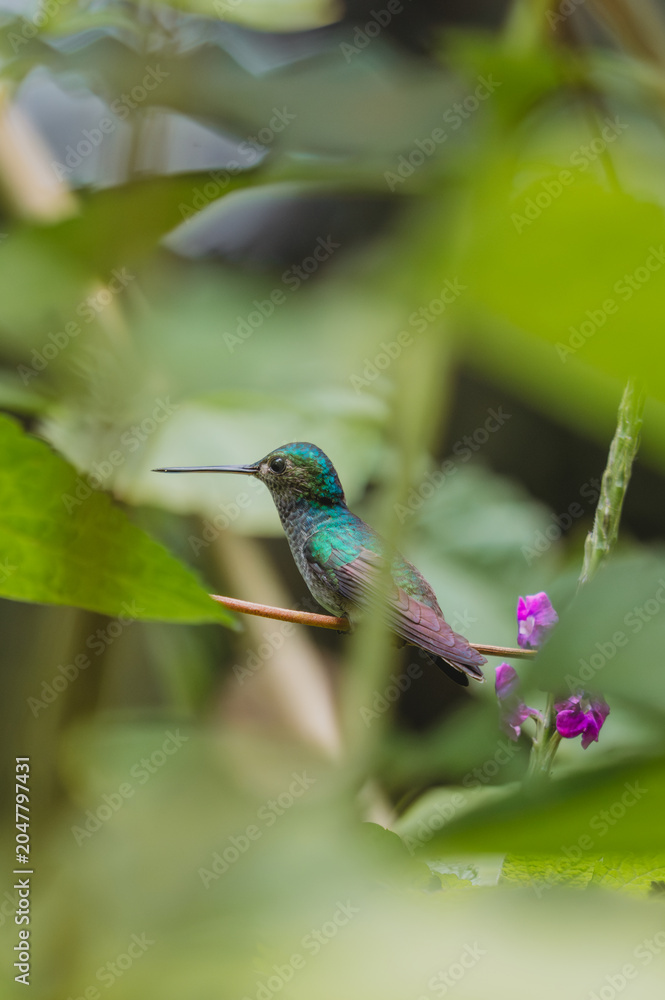 Fototapeta premium Female Green Crowned Brilliant Hummingbird Perched in the Costa Rican Jungle - Sarah Lutke Wild - Wildlife Photography