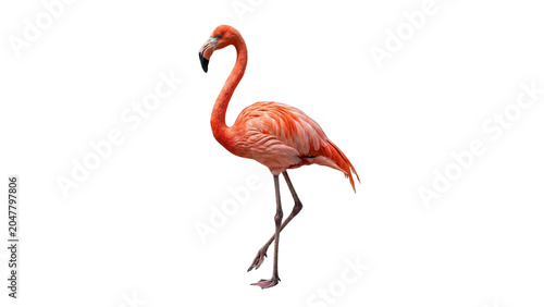 Konstfotografi Caribbean flamingo standing in profile on transparent background