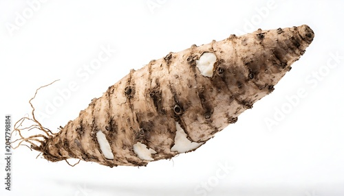 cassava, yucca root, cassava root, yucca, root vegetable, tropical crop, cassava tuber, fresh cassava, edible root, starchy vegetable, agricultural produce, farm harvest, organic