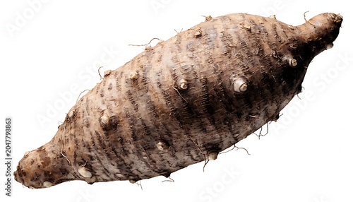 cassava, yucca root, cassava root, yucca, root vegetable, tropical crop, cassava tuber, fresh cassava, edible root, starchy vegetable, agricultural produce, farm harvest, organic