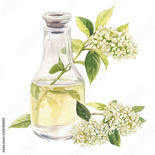 Cuadro en lienzo Elderflower Cordial, watercolor drawing, vector isolated on a white background