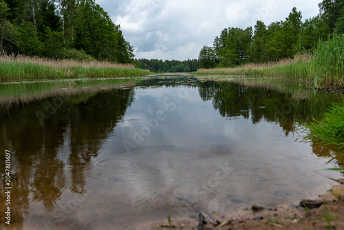Calm river landscape with reeds and forest reflection under cloudy sky