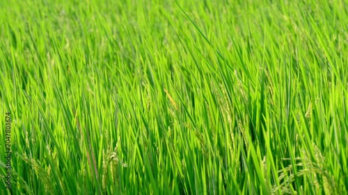 Lush green rice plants grow in a paddy field, creating a naturally textured backdrop. A close-up of young rice leaves represents agriculture, farming, sustainable food production.