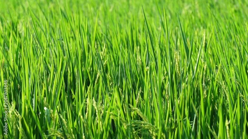 Lush green rice plants grow in a paddy field, creating a naturally textured backdrop. A close-up of young rice leaves represents agriculture, farming, sustainable food production.