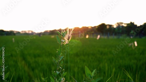 A close-up of swaying grass in the afternoon breeze, illuminated by the setting sun, with rice fields in the background. Lens flare and shadow effects.
