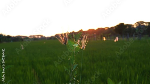 A close-up of swaying grass in the afternoon breeze, illuminated by the setting sun, with rice fields in the background. Lens flare and shadow effects.