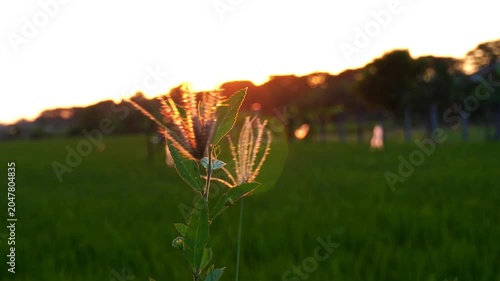 A close-up of swaying grass in the afternoon breeze, illuminated by the setting sun, with rice fields in the background. Lens flare and shadow effects.