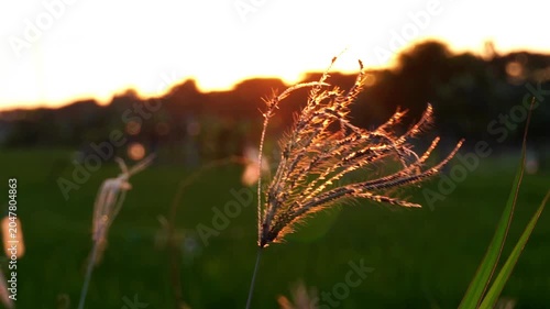 A close-up of swaying grass in the afternoon breeze, illuminated by the setting sun, with rice fields in the background. Lens flare and shadow effects.