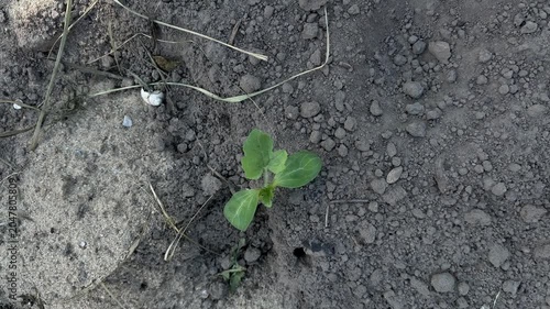 Top view of a small young watermelon sprout growing in the soil