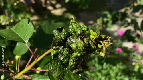 Close-up of black aphid infestation and curled leaves on a tree branch