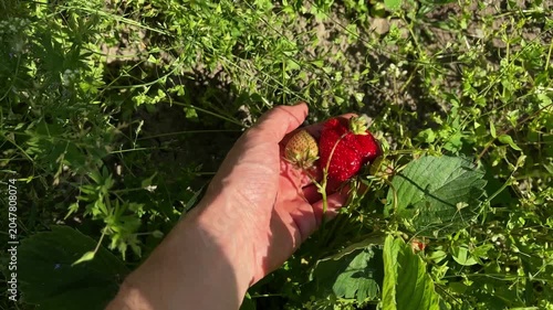 Close-up of a hand picking fresh strawberries in home garden