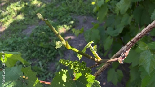 A close-up video of a hand pruning a grapevine or cutting off excess shoots near young green flower buds with a sharp pruner.