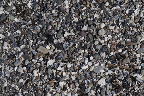 Hintergrund mit Muscheln und Schnecken