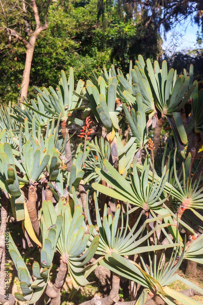 Fototapeta premium Fan aloe or Aloe Plicatilis (Kumara plicatilis)
