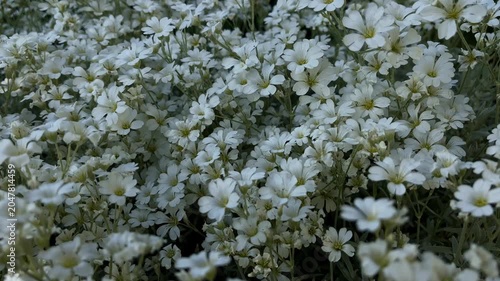 Close-up of white cerastium snow-in-summer flowers texture background