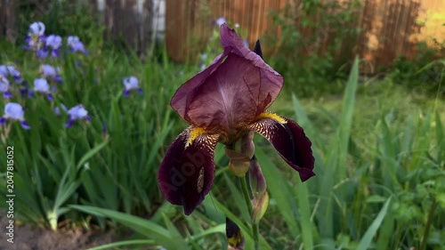 Close-up of dark maroon bearded iris flower blooming in garden